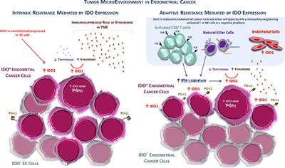 Targeting immunometabolism mediated by the IDO1 Pathway: A new mechanism of <mark class="highlighted">immune resistance</mark> in endometrial cancer